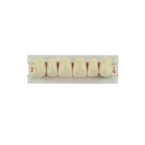 American Tooth Industries - Justi Kind Decidious Plastic Teeth